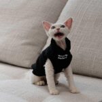 Cat Clothes Sphynx Hairless Cat Hoodie - Image 3