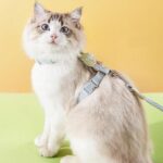 Rabbit Cat Harness Carrier Leash Set 3 Color Travel Cat Lead - Image 3