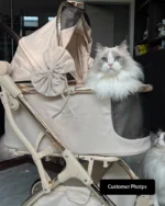 Luxury Detachable Cat Carrier Rolling Stroller - Image 19
