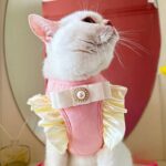 Princess Cute Cat Leash Carrier Harness - Image 4
