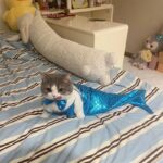 Mermaid Cat Costume Funny Photo Prop Clothes - Image 10