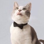 Classic Suit Bow Cat Collar - Image 2