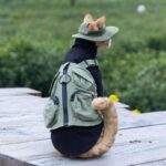Sphynx Cat Vest 3 Color Devon Hairless Cat Clothes - Image 4