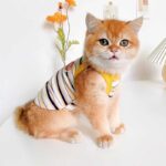 Summer Clashing Cat Vest 3 Color Pet Clothes - Image 4