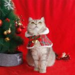 Christmas Cat Hooded Clothes Warm Cape - Image 2