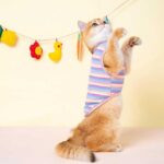 Mrduanju Rainbow Cat Vest Warm Pet Clothes - Image 7