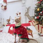 Christmas Sphynx Cat Sweater Hat Set Clothes - Image 5