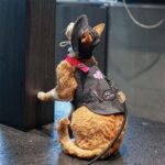 Cowboy Hairless Cat Clothes Hat Sphynx Leash - Image 13