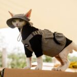 Sphynx Cat Vest 3 Color Devon Hairless Cat Clothes - Image 11