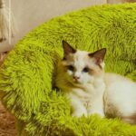 Green Monster Cat Sofa Fluffy Cat Bed Couch - Image 5