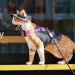 Cowboy Hairless Cat Clothes Hat Sphynx Leash - Image 12