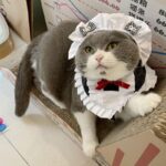 Maid Cat Cosplay Costume Cute Collar Bib - Image 4