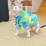 Gradient Sphynx Cat Clothes Warm Hooded Sweater - Image 14