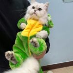 Funny Warm Cat Dinosaur Clothes 2 Style - Image 2