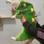 Funny Warm Cat Dinosaur Clothes 2 Style - Image 5