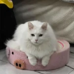 Cute Pig Cat Bed Round Scratching Pad - Image 16