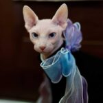 Fairy Bow Adjustable Cat Collar - Image 8