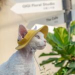 Hairless Cat Clothes Devon 16 Color Sunscreen Sun Hat - Image 7