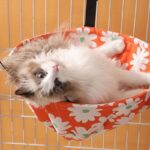 Cat Hammock for Cage 4 Color Adjustable Summer Bed - Image 7