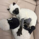Sheep Funny Costume Hairless Cat Halloween Clothes - Image 4