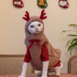 Hairless Cat Clothes Christmas Elk Vest Hoodie - Image 4