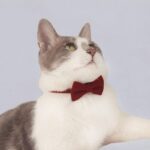 Classic Suit Bow Cat Collar - Image 3
