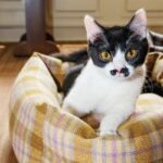 Vintage Plaid Cat Sofa Square Cat Bed - Image 8