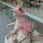 Cowboy Hairless Cat Clothes Hat Sphynx Leash - Image 5
