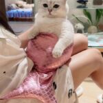 Mermaid Cat Costume Funny Photo Prop Clothes - Image 4