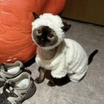Sheep Funny Costume Hairless Cat Halloween Clothes - Image 9