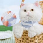 Star Cat harness Wings 2 Color Large Carrier Leash Set - Image 2