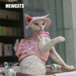 Cowboy Hairless Cat Clothes Hat Sphynx Leash