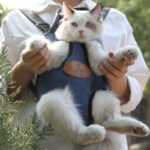 Cat Carrier Front Pack Sling Bag 8 Color Backpack - Image 3