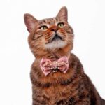 College Style Bow Cat Collar - Image 8
