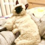 Sheep Funny Costume Hairless Cat Halloween Clothes