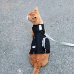 Cowboy Hairless Cat Clothes Hat Sphynx Leash - Image 29