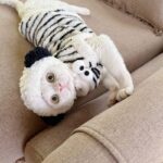 Cute Zebra Stripe Warm Clothes for Hairless Cats - Image 5