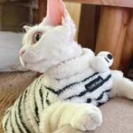 Cute Zebra Stripe Warm Clothes for Hairless Cats - Image 9