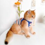 Summer Clashing Cat Vest 3 Color Pet Clothes - Image 7