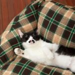 Vintage Plaid Cat Sofa Square Cat Bed - Image 5