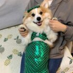 Mermaid Cat Costume Funny Photo Prop Clothes - Image 14