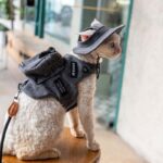 Cowboy Hairless Cat Clothes Hat Sphynx Leash - Image 10