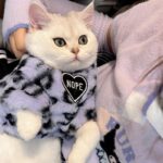 Cat Clothes 3 Color Winter Plush Warm Sweatshirts - Image 7