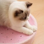 Cute Pig Cat Bed Round Scratching Pad - Image 5