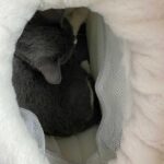 Cat Carrier Front Pack Warm Bag Backpack - Image 10