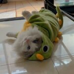 Funny Warm Cat Dinosaur Clothes 2 Style - Image 7