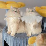 Deluxe Large Cactus Solid Cat Tree Climbing Frame - Image 7