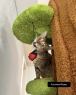 Luxury Cat Tree Looks Like Tree Tall Climbing Frame - Image 20