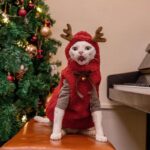 Hairless Cat Clothes Christmas Elk Vest Hoodie - Image 10