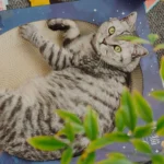 Fantasy Magic Book Cat Scratcher Bed - Image 10